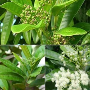 mosla allspice cara