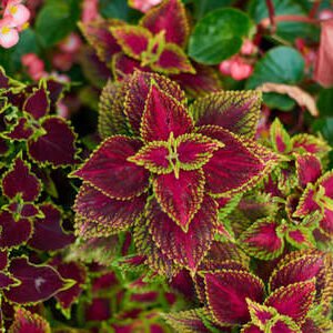 Coleus Bicolor Plant