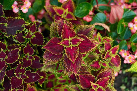 Coleus Bicolor Plant