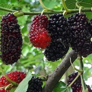 মালবেরি চারা থাইল্যান্ড মালবেরি চারা Mulberry