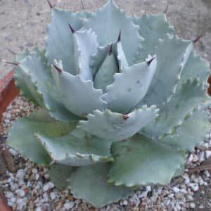 Agave Dwarf Butterfly