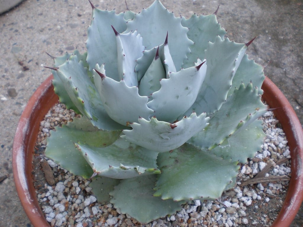 Agave Dwarf Butterfly