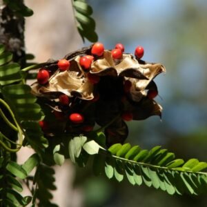 Abrus Precatorius Plant - Coral Bead Vine, Rosary Pea, Gunj