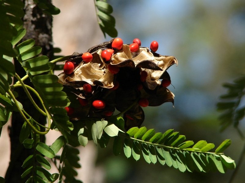 Abrus Precatorius Plant - Coral Bead Vine, Rosary Pea, Gunj