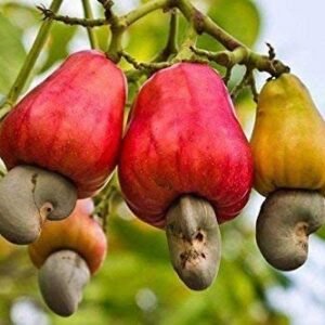 Kaju Plant - Anacardium Plant, Cashew