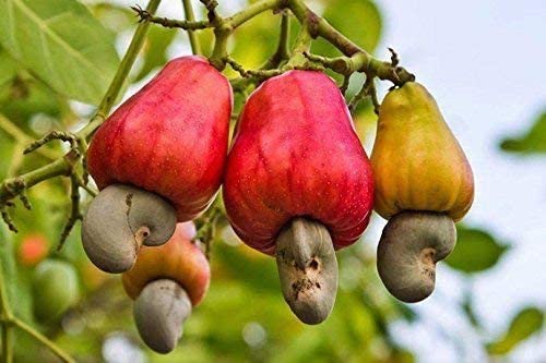 Kaju Plant - Anacardium Plant, Cashew