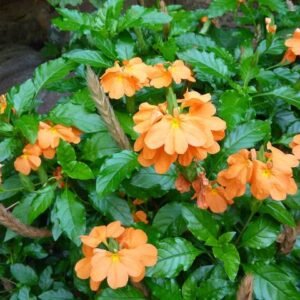 Aboli Plant - Firecracker Flower, Crossandra Infundibuliformis