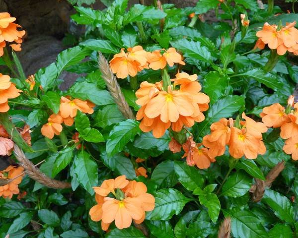 Aboli Plant - Firecracker Flower, Crossandra Infundibuliformis