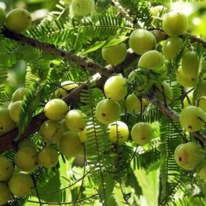 Amla (Small Size Fruit) Rai Amla,