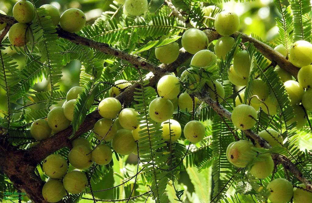 Amla (Small Size Fruit) Rai Amla,