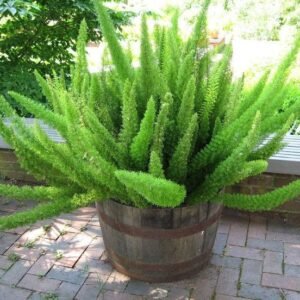 Asparagus Mayerri Plant - Foxtail Fern