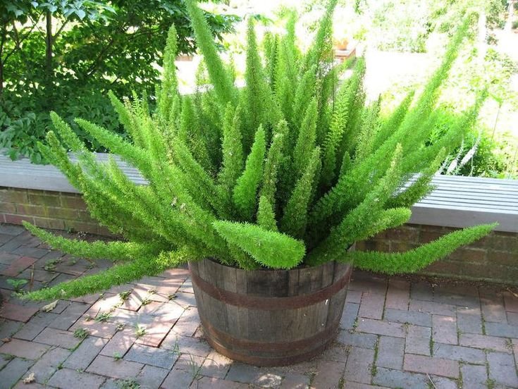 Asparagus Mayerri Plant - Foxtail Fern