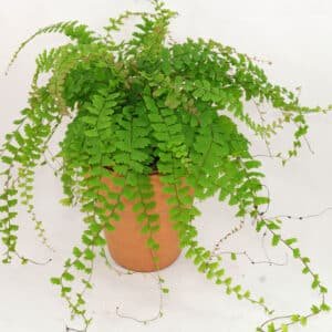 Adiantum Caudatum - Walking Fern Plant