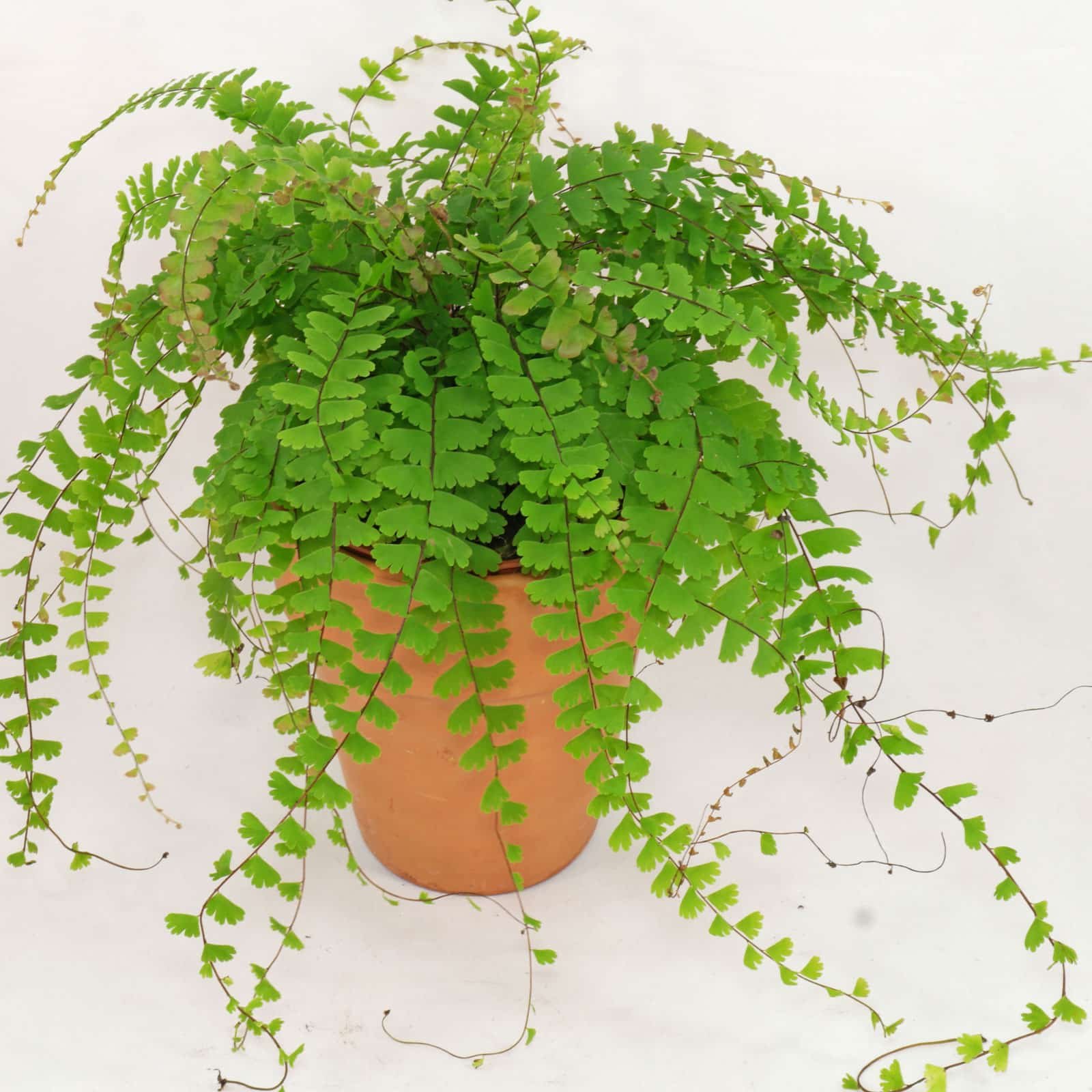 Adiantum Caudatum - Walking Fern Plant