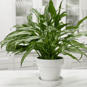 Aglaonema Cutlass - Chinese Evergreen