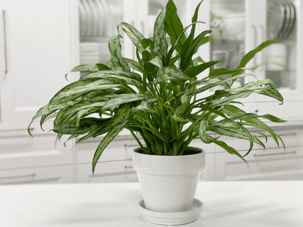 Aglaonema Cutlass - Chinese Evergreen