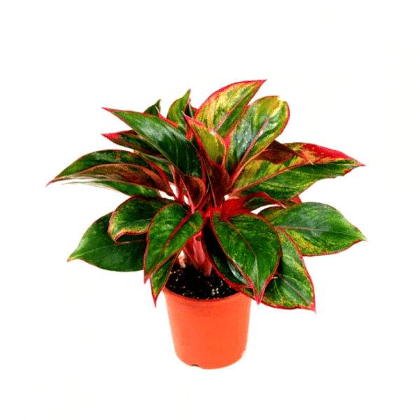 Aglaonema Lipstick Plant - Chinese Evergreen