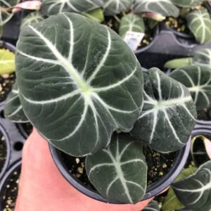 Alocasia Black - Elephant Ear Plant