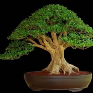 Buxus Harlandii Bonsai - Boxwood, Buxus Bonsai (4 years)