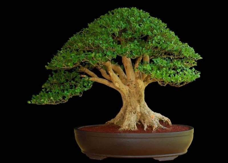 Buxus Harlandii Bonsai - Boxwood, Buxus Bonsai (4 years)