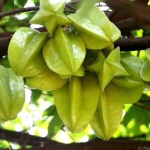 Kamranga Star Fruit