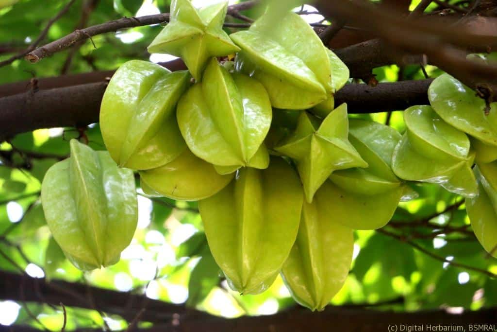 Kamranga Star Fruit