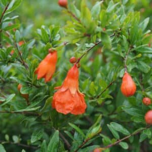 Ornamental Pomegranate