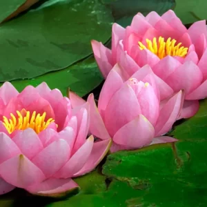 Lotus Blue Plant - Nymphaea Alba, Water Lily