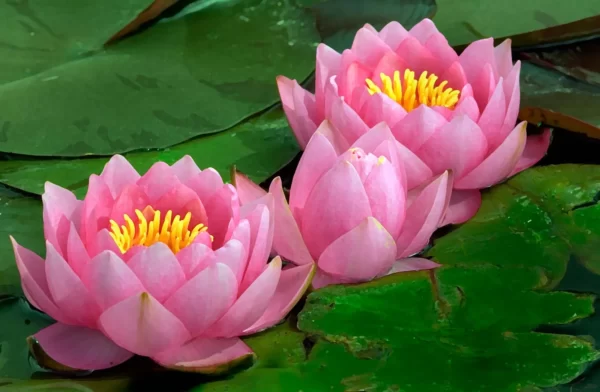 Lotus Blue Plant - Nymphaea Alba, Water Lily