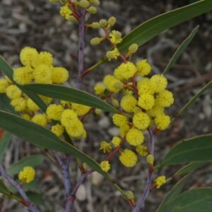 Acacia Pycnantha-Australian Babool