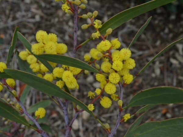 Acacia Pycnantha-Australian Babool