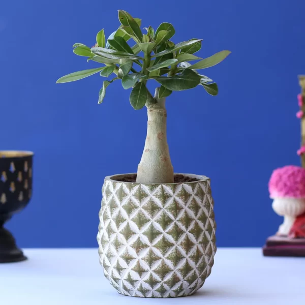 Adenium in Blue White Ceramic Pot