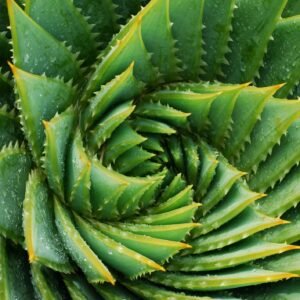 Aloe Vera Plant