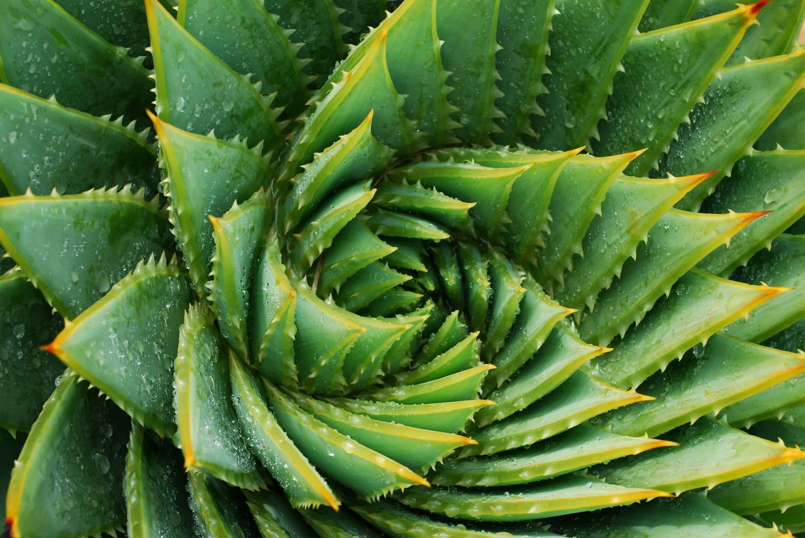 Aloe Vera Plant