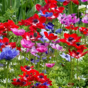 Anemone Bulbs - 4 Bulbs