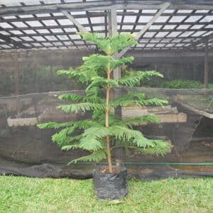 Christmas Tree - Araucaria columnaris (1 to 2 Ft)