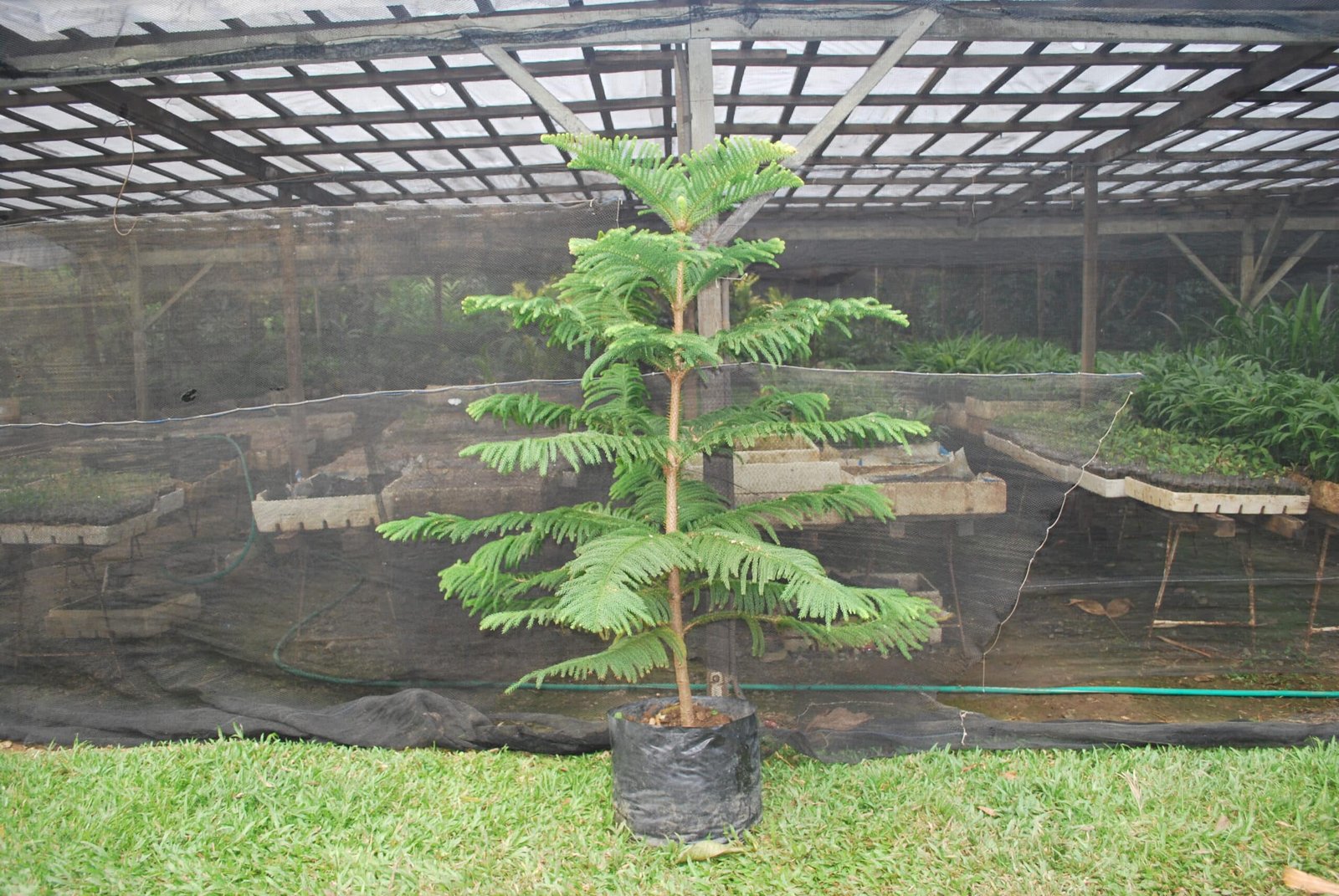 Christmas Tree - Araucaria columnaris (1 to 2 Ft)