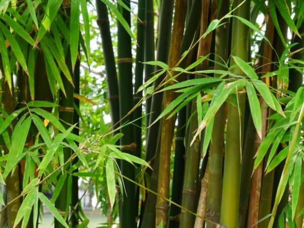 Dendrocalamus - Bamboo Plant