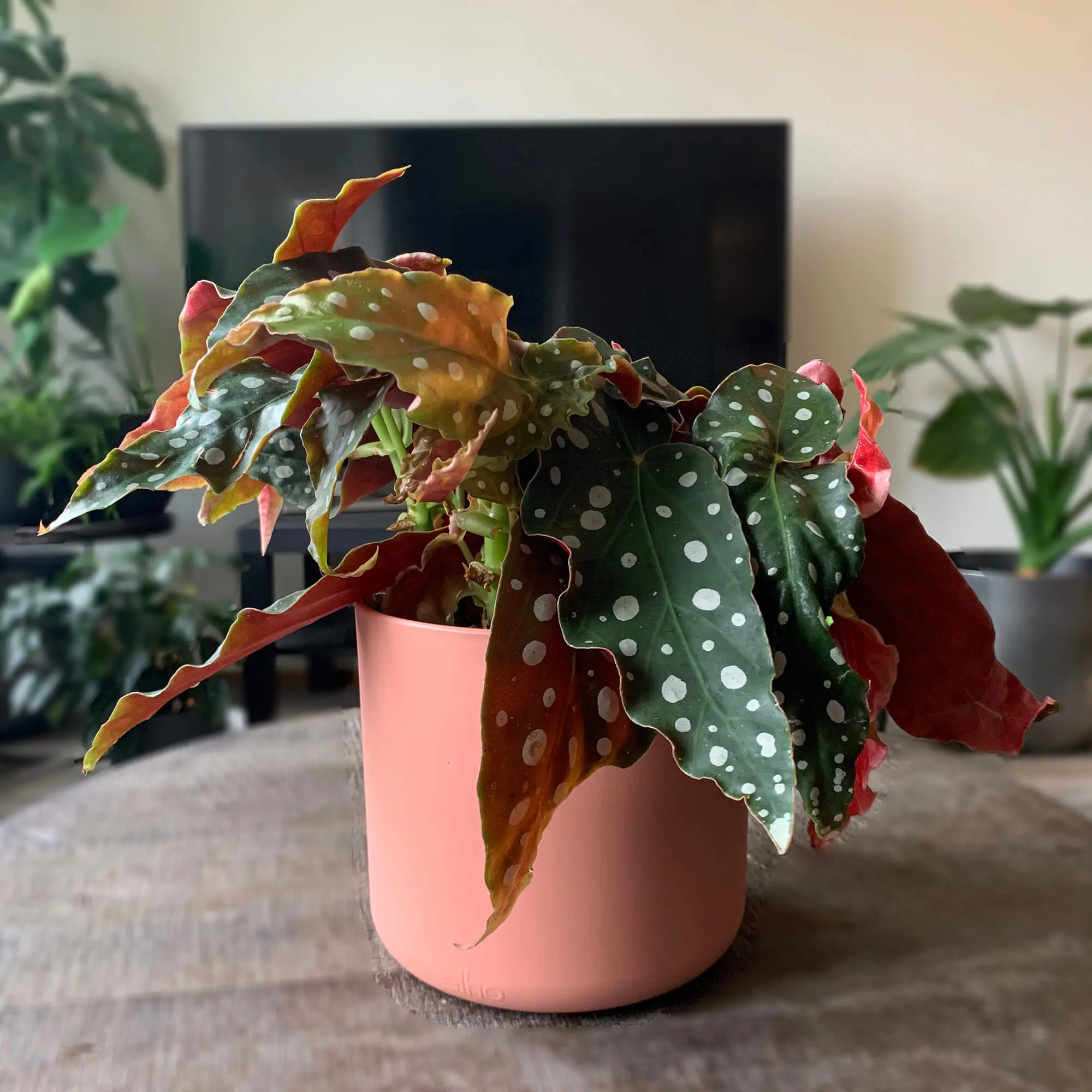 Begonia Maculata