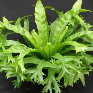 Asplenium Crisie - Asplenium Nidus, Bird Nest Fern Plant