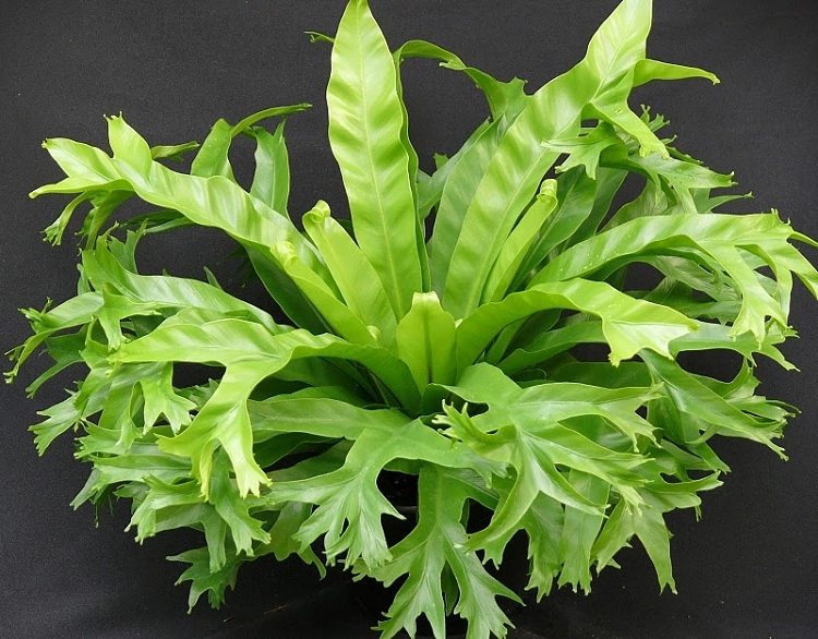 Asplenium Crisie - Asplenium Nidus, Bird Nest Fern Plant