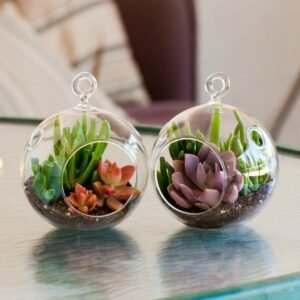 Hanging Terrarium with Air Plant