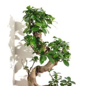 Ficus Bonsai Podacate