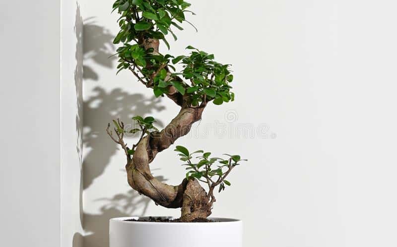 Ficus Bonsai Podacate