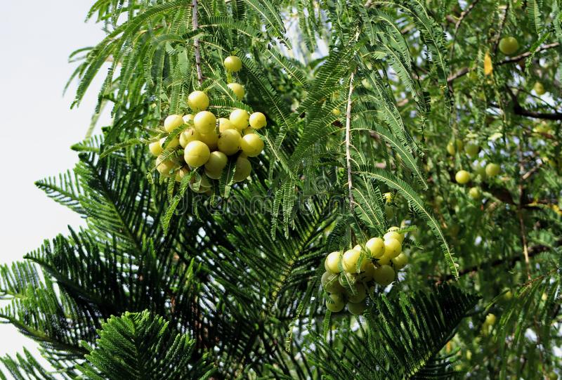 Amla (big size fruit) Indian Goosberry, Phyllanthus emblica Plant