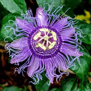 Passion Fruit - Passiflora edulis