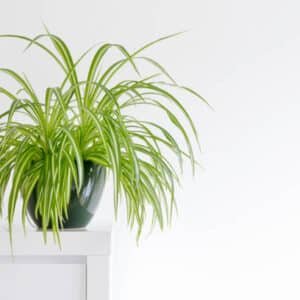 Chlorophytum Green - Spider Plant