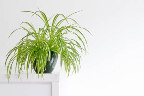 Chlorophytum Green - Spider Plant