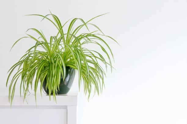 Chlorophytum Green - Spider Plant