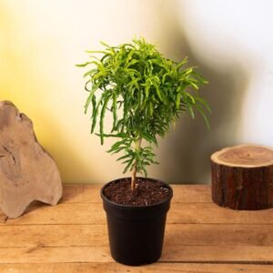 Arelia Black - Aralia Plant